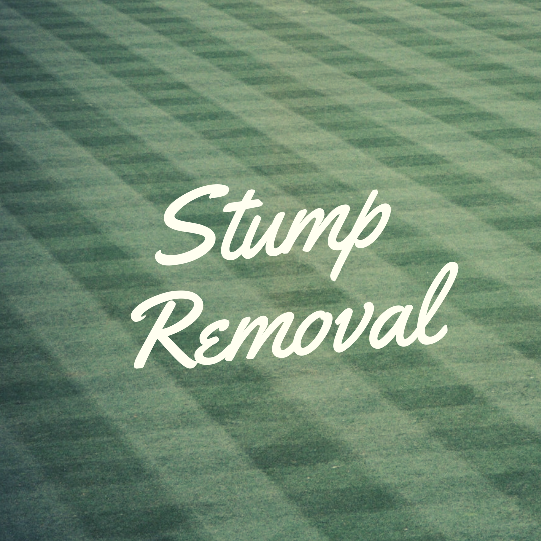 stump removal in plainfield