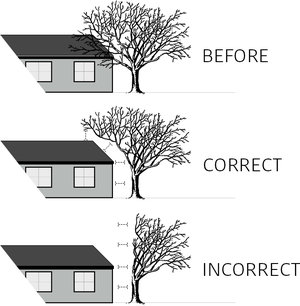 tree-pruning-to-clear-plainfield